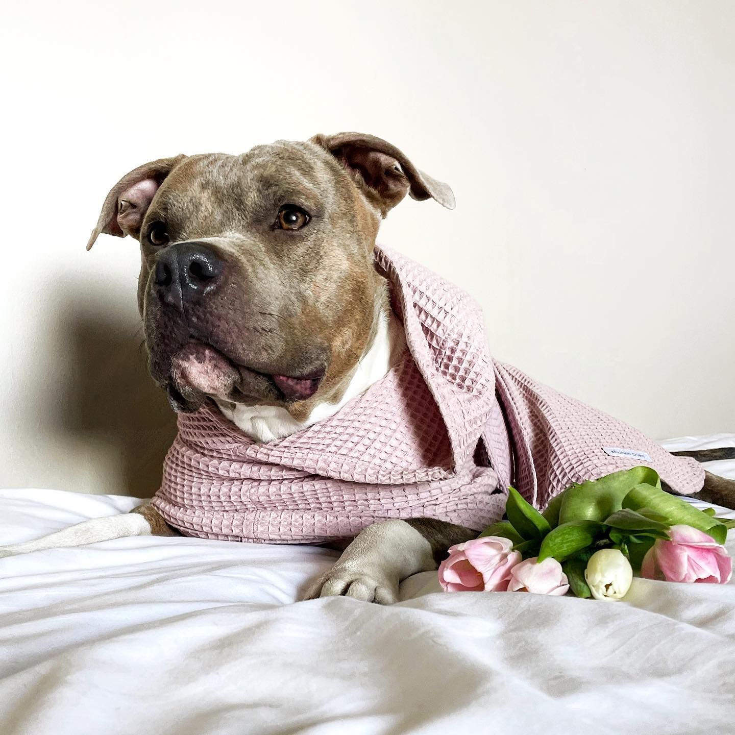Benjamin Doris-Oversize Hundbadrock - Lavendelrosa