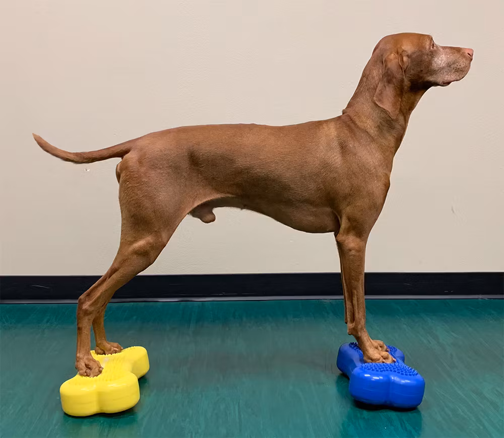 FitPaws K9Fitbone MINI Balance Disc, balansplatta 30 cm, 2 pack