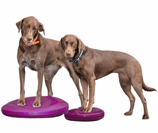 FitPAWS Balance Disc, balansplatta 36 cm