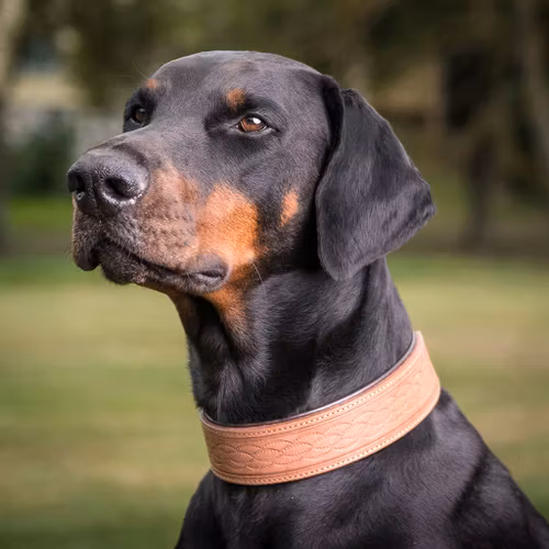 Etash Halsband i mjukfodrat läder, 45,50 & 55cm