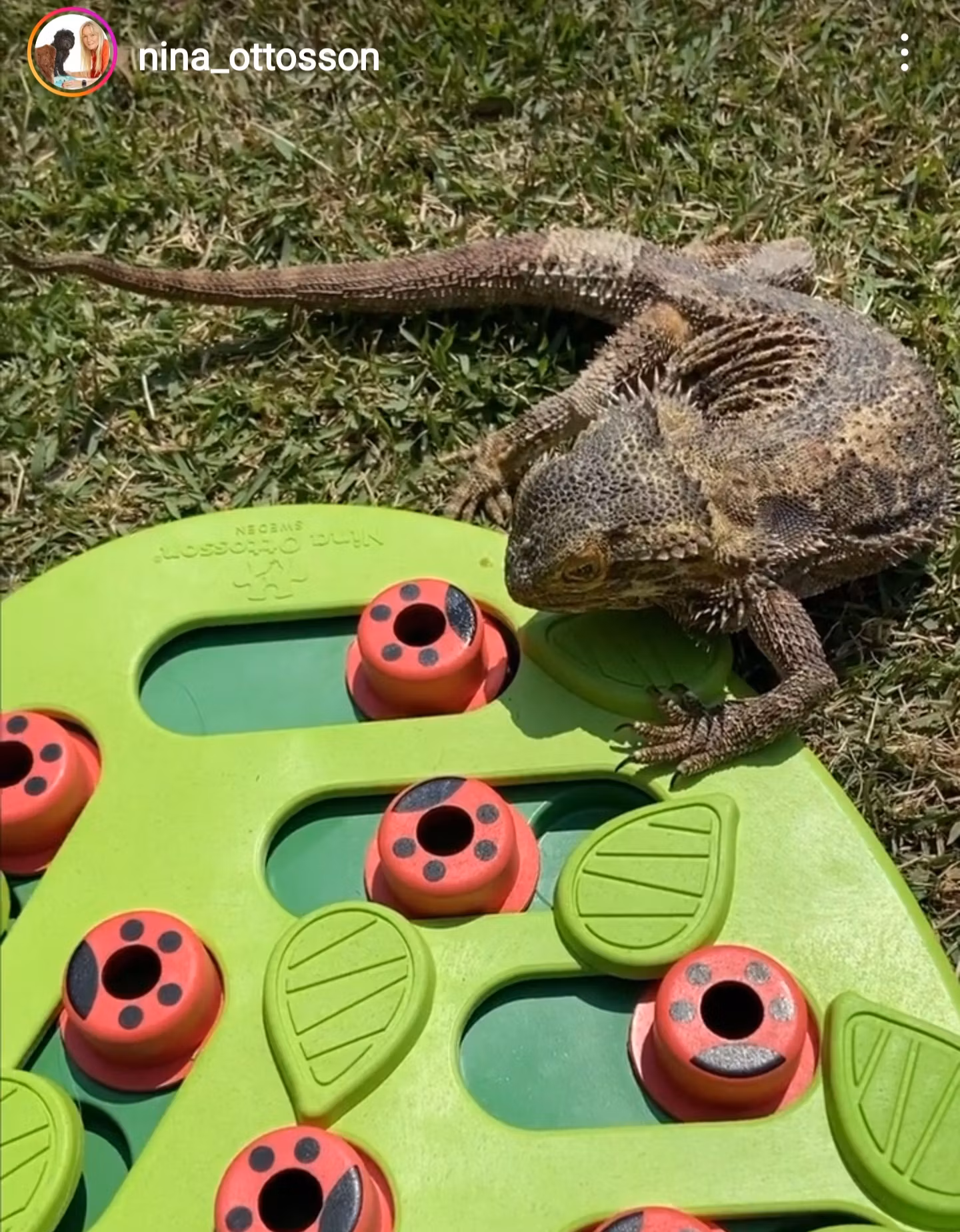 Buggin’ Out Puzzle & Play- Aktiveringsleksak Katt Nina Ottosson
