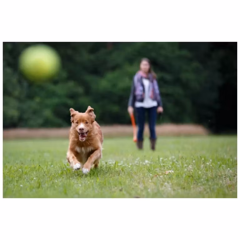 Bollkastare med tennisboll