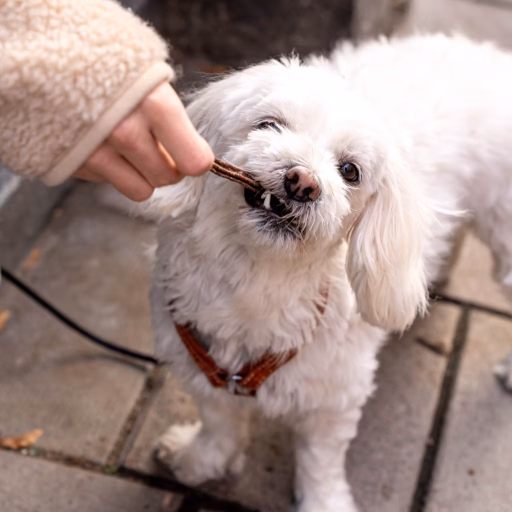 Buddy Duck Dental Chew 100 g- naturligt (koskinn,anka) motverkar tandsten