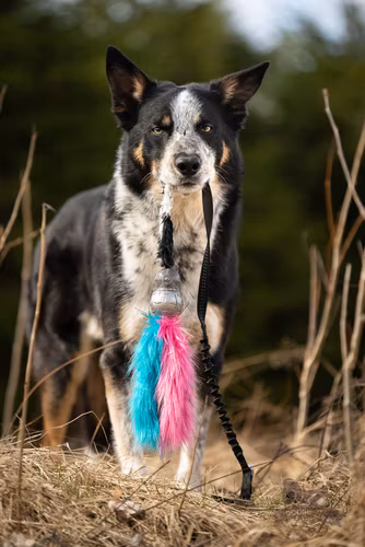 Elastisk Double Tuff bläckfiskjagare S, 120 cm