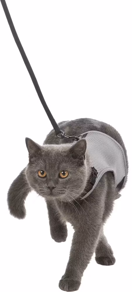 Kattsele mjuk med koppel, 24-42 cm, 1,20 m, blandade färger