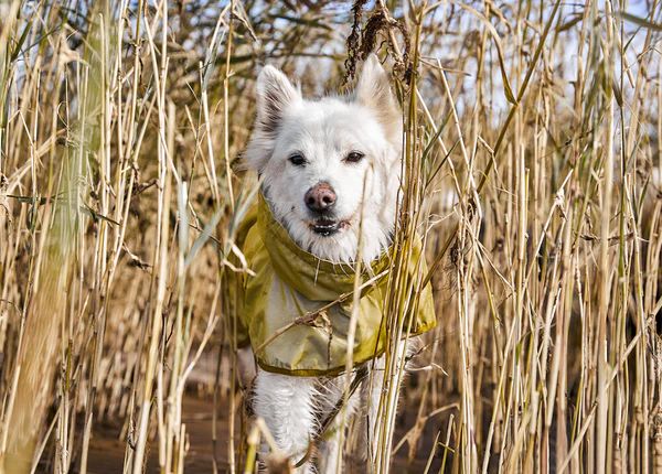 Hurtta Rainwear Mudventure Reflective ECO Hundjacka Stl. 25 - 65 cm Turmeric