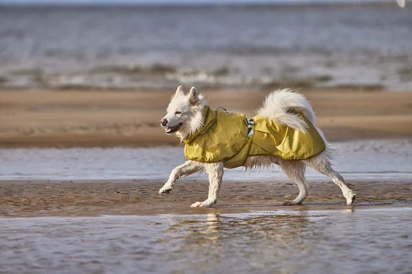 Hurtta Rainwear Mudventure Reflective ECO Hundjacka Stl. 25 - 65 cm Turmeric