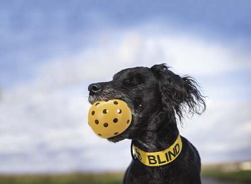Boll med hål och bjällra, naturgummi, ø 7 cm, gul- för synskadade och blinda hundar med bjällra