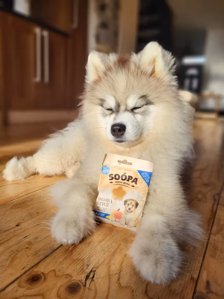 Soopa Healthy Training Bites for Puppies Banana & Pumpkin (banan & pumpa) , veganskt 50g