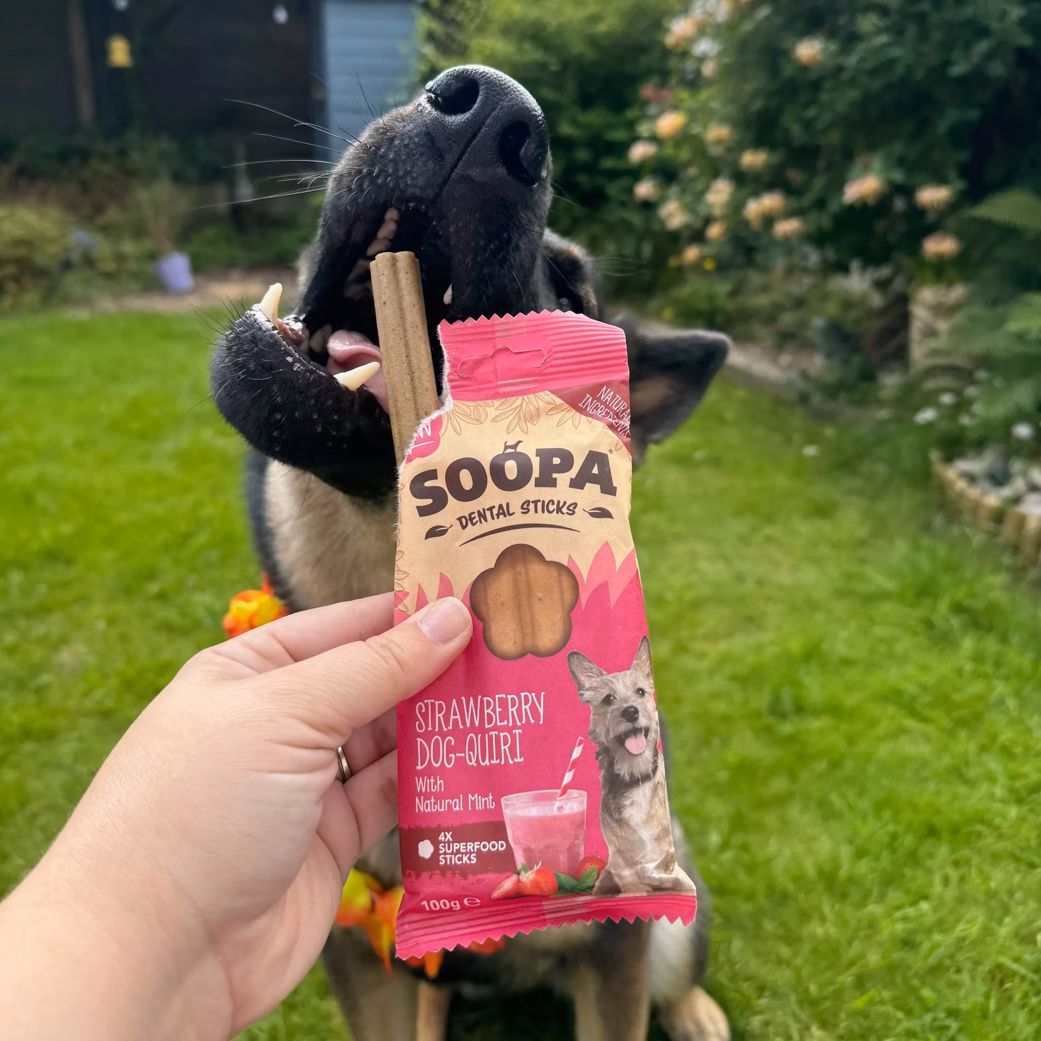 Soopa Dental Sticks Jordgubbe Dog-Quiri med Mynta - veganskt 100 gr