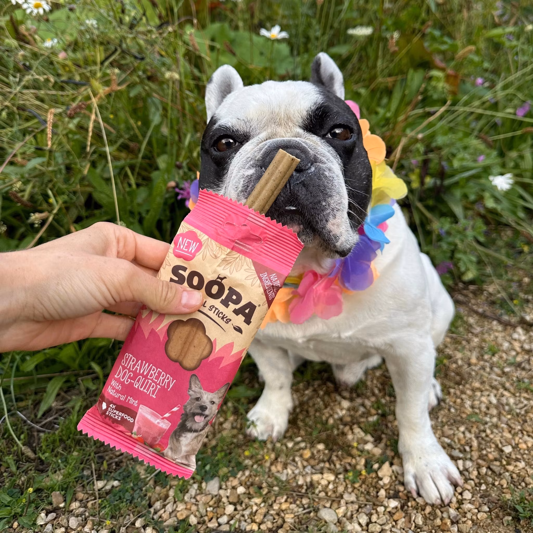Soopa Dental Sticks Jordgubbe Dog-Quiri med Mynta - veganskt 100 gr
