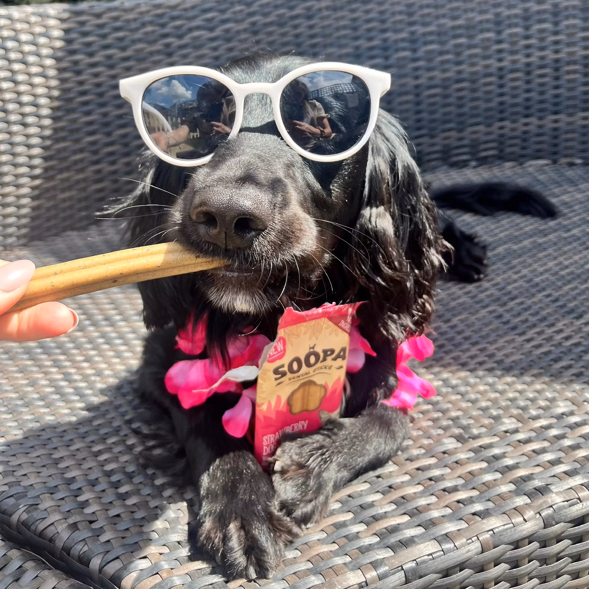 Soopa Dental Sticks Jordgubbe Dog-Quiri med Mynta - veganskt 100 gr