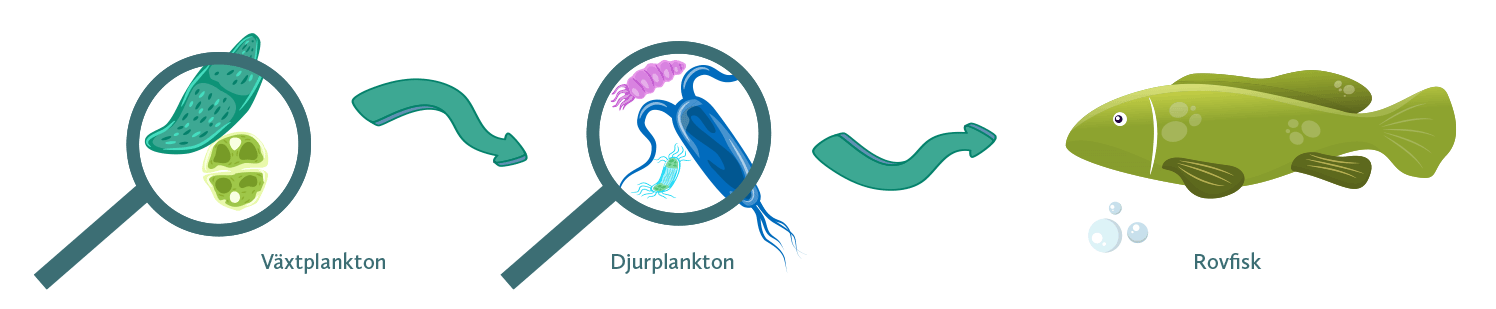 NYHET! Nutrolin® OMEGA SENSITIVE®- microalgolja för det dagliga välbefinnandet