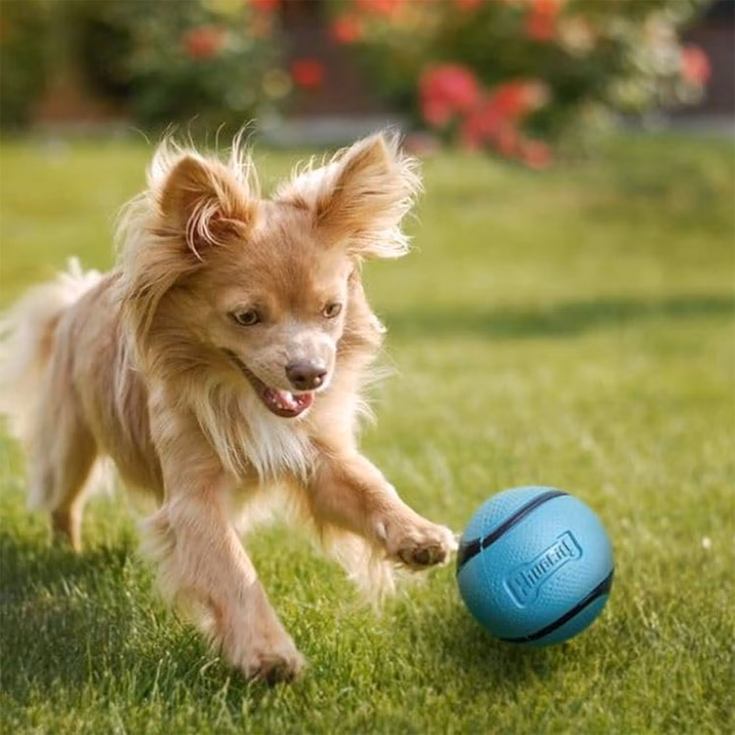 Chuckit!® Sniff fetch-bollar (doft av bacon och jordnötssmör) 2 pack Ø6 cm