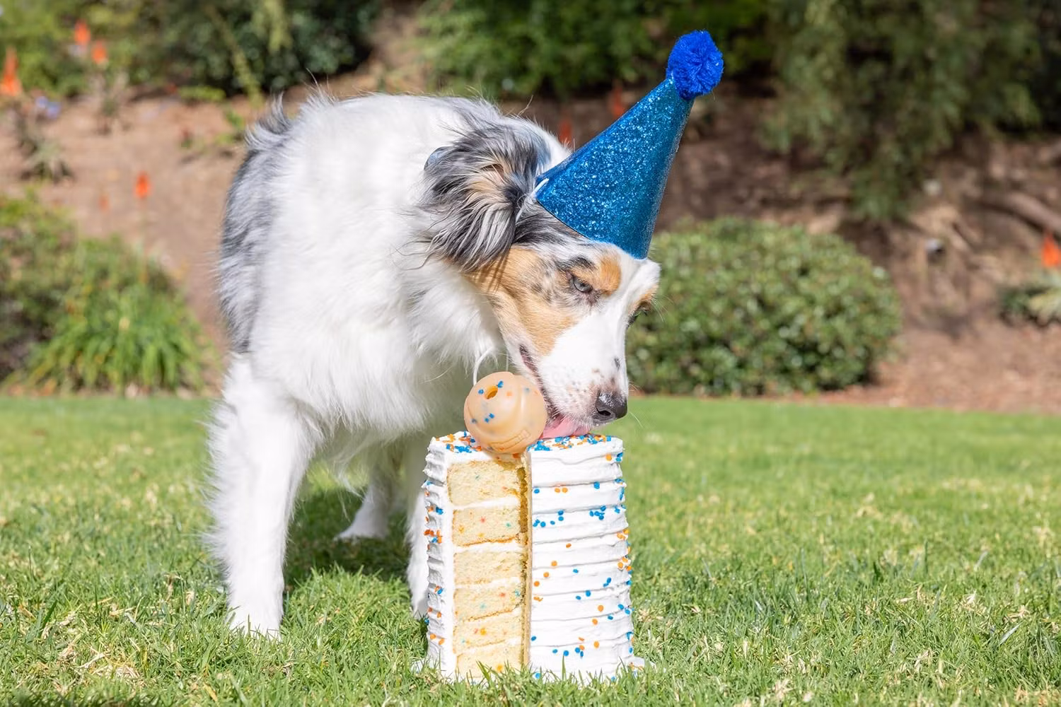 Chuckit!® Birthday Fetch Boll- Födelsedagsboll M Ø6 cm