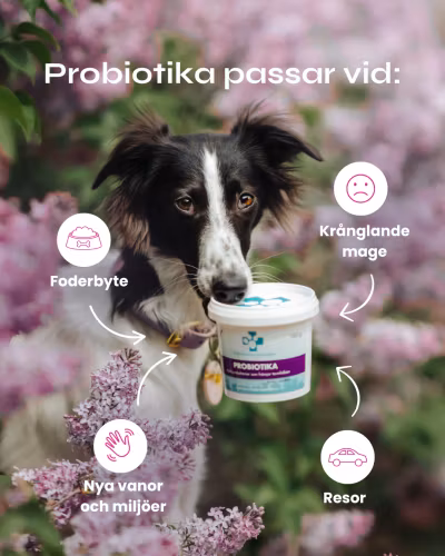 Svenska DjurApotekets Probiotika - mjölksyrabakterier 40 gr/160 gr