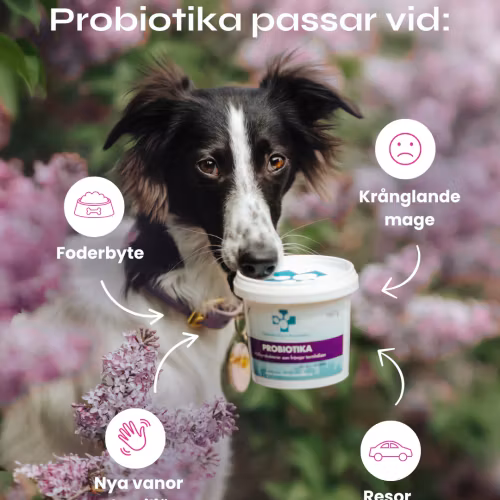 Svenska DjurApotekets Probiotika - mjölksyrabakterier 40 gr/160 gr