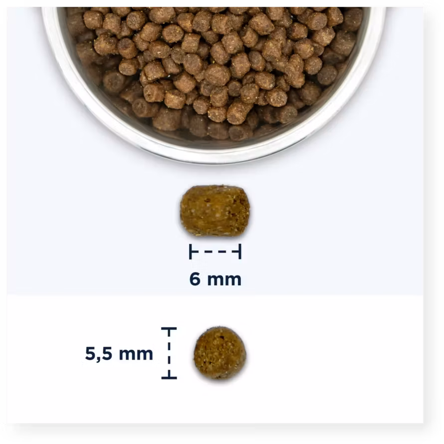 Eukanuba Cat Kitten Fresh Chicken 2 el.10 kg