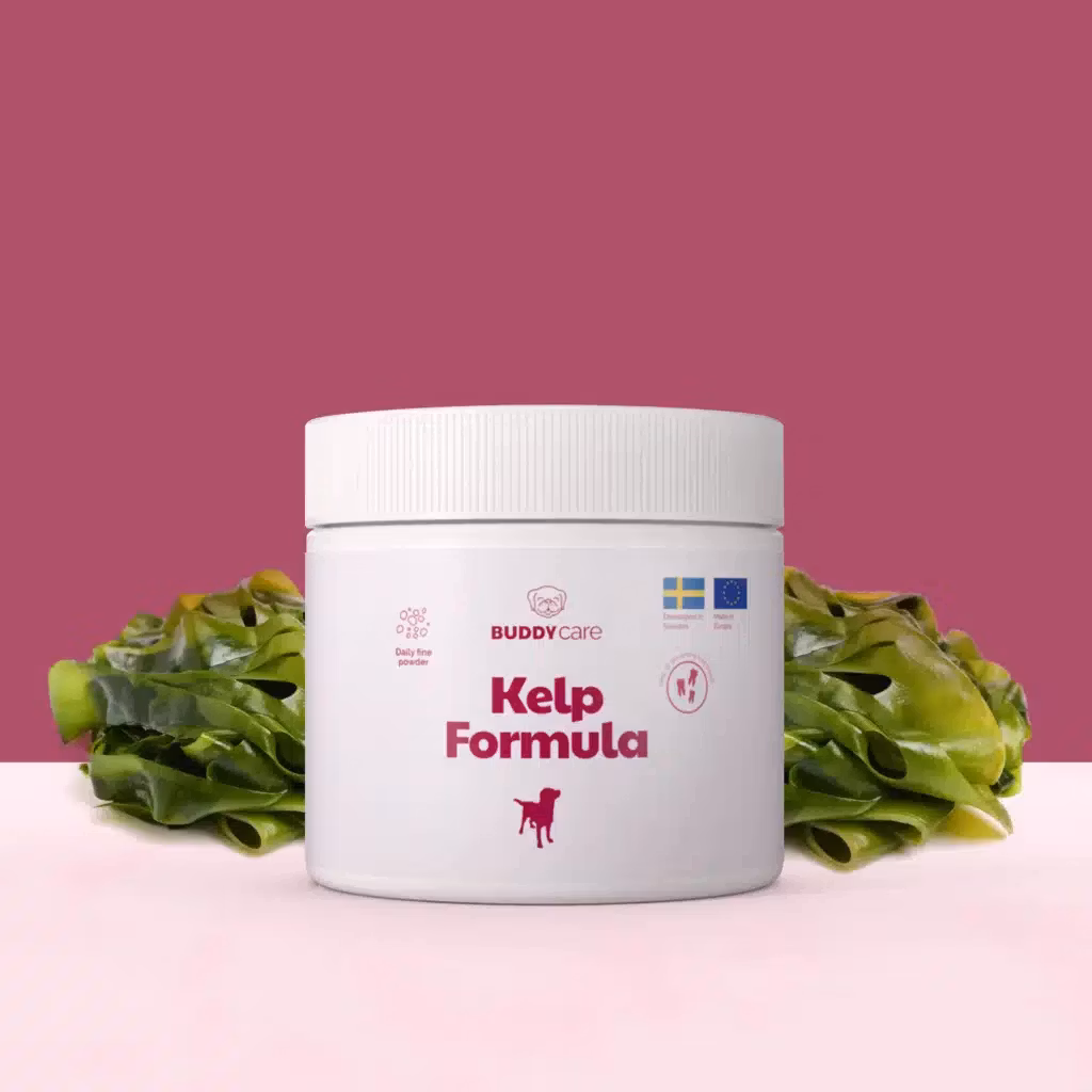 Buddycare Kelp Formula  250ml