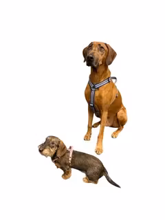 Metizo Cozitem- promenadsele med antidrag (med reflex) Blå XXS till XL