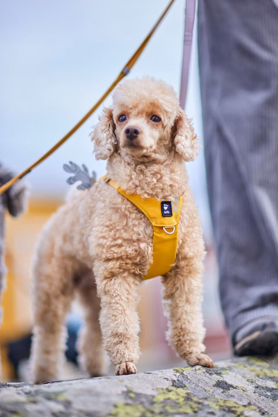 Hurtta Seeker hundsele. Honey