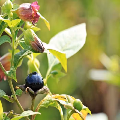 Belladonna