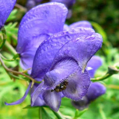Aconitum nap