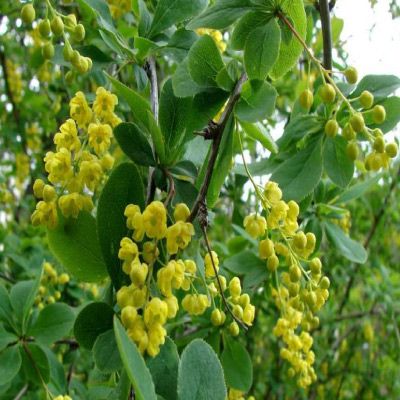 Berberis