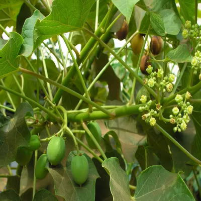Nux vomica
