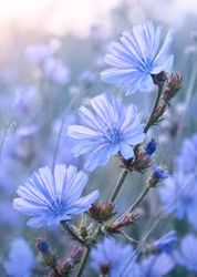 Dr Bach CHICORY Blomessens - Villkorslös kärlek! Ge utan att förvänta dig tillbaka!
