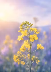 Dr Bach MUSTARD Blomessens - Sol bakom molnen! Lättnad vid nedstämdhet!