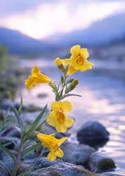 Dr Bach MIMULUS Blomessens - Trygghet i vardagen! Släpp rädslor och våga mer!