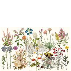 Re Design Tissue Paper - Wild Herbs 48x76cm