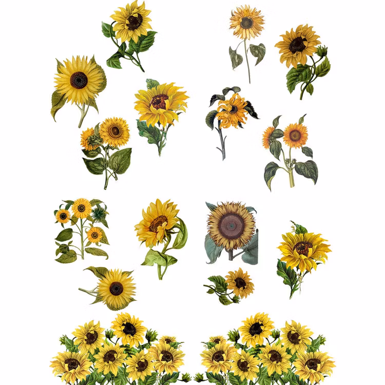 Belles and Whistles Transfer - Sunflowers