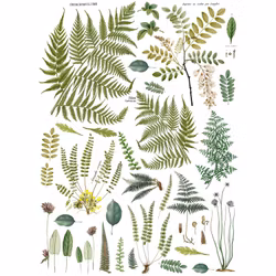 IOD Decor Transfer - FROND BOTANICAL ca 61x84cm