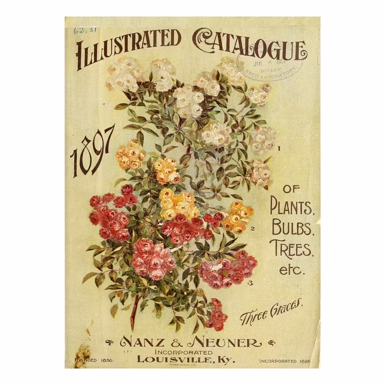 IOD Decor Transfer - NANZ NEUNER