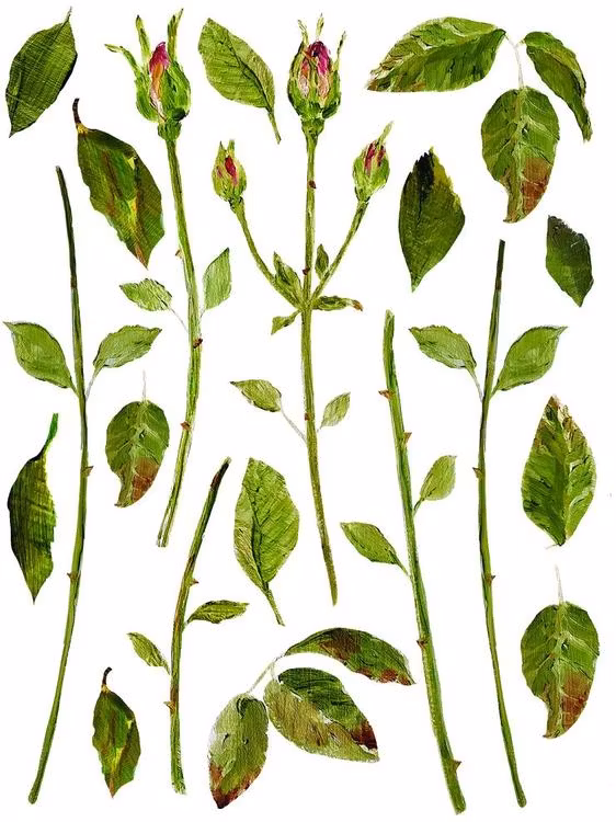 IOD Decor Transfer - PAINTERLY FLORALS