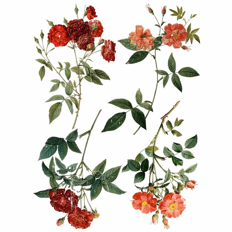 IOD Decor Transfer - REDOUTE 4