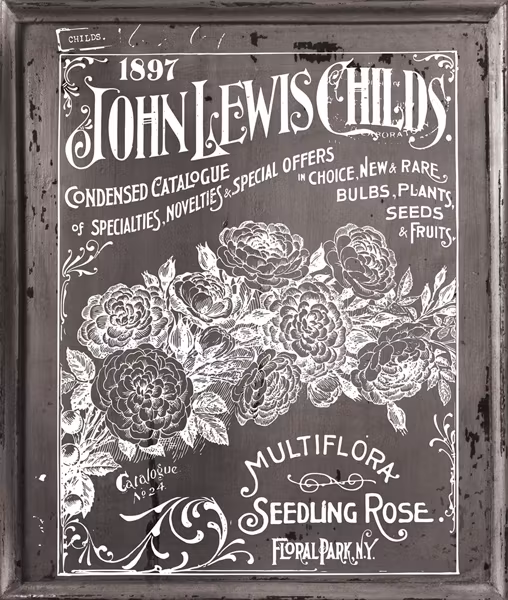 IOD Decor Transfer - RUB SEED