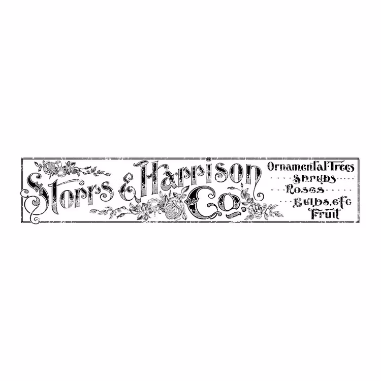 IOD Decor Transfer - STORRS AND HARRISON