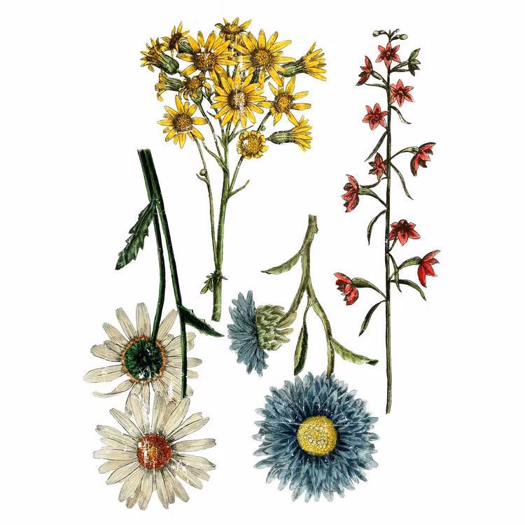 IOD Decor Transfer - WILD FLOWER BOTANICAL