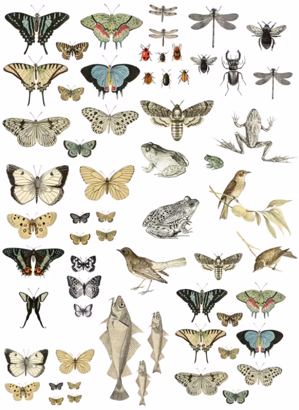 IOD Decor Transfer - ENTOMOLOGY ETCETERA ca 61x84cm