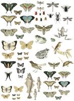 IOD Decor Transfer - ENTOMOLOGY ETCETERA ca 61x84cm