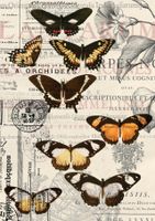 Belles and Whistles Rice Papers - Vintage Butterflies - A1 ca 59x84cm