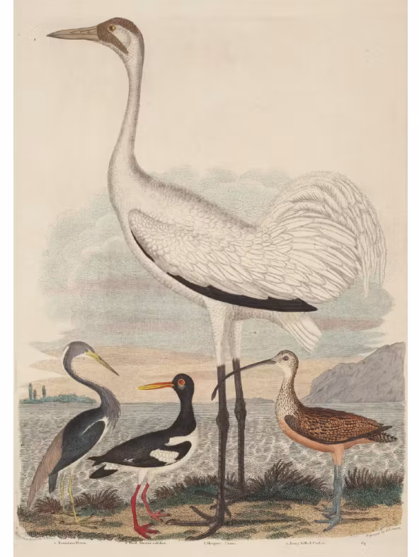 DBP Belles & Whistles - A2 Rice Paper (42x59cm) - Birds by The Sea