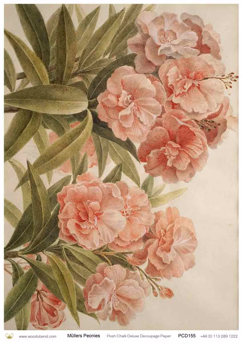 Posh Chalk® MULLER's PEONIES  - A3 Deluxe Decoupage Paper ca 30x42cm