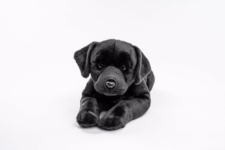 Hund Labrador XL