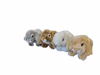 Kaninungar vädur 4 sort