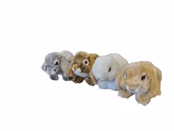 Kaninungar vädur 4 sort