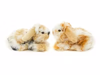 Vädur spräcklig liggande 2 sorter